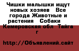   Чишки-малышки ищут новых хозяев - Все города Животные и растения » Собаки   . Кемеровская обл.,Тайга г.